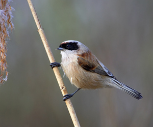 Ураншувуу (Бургасны ураншувуу)